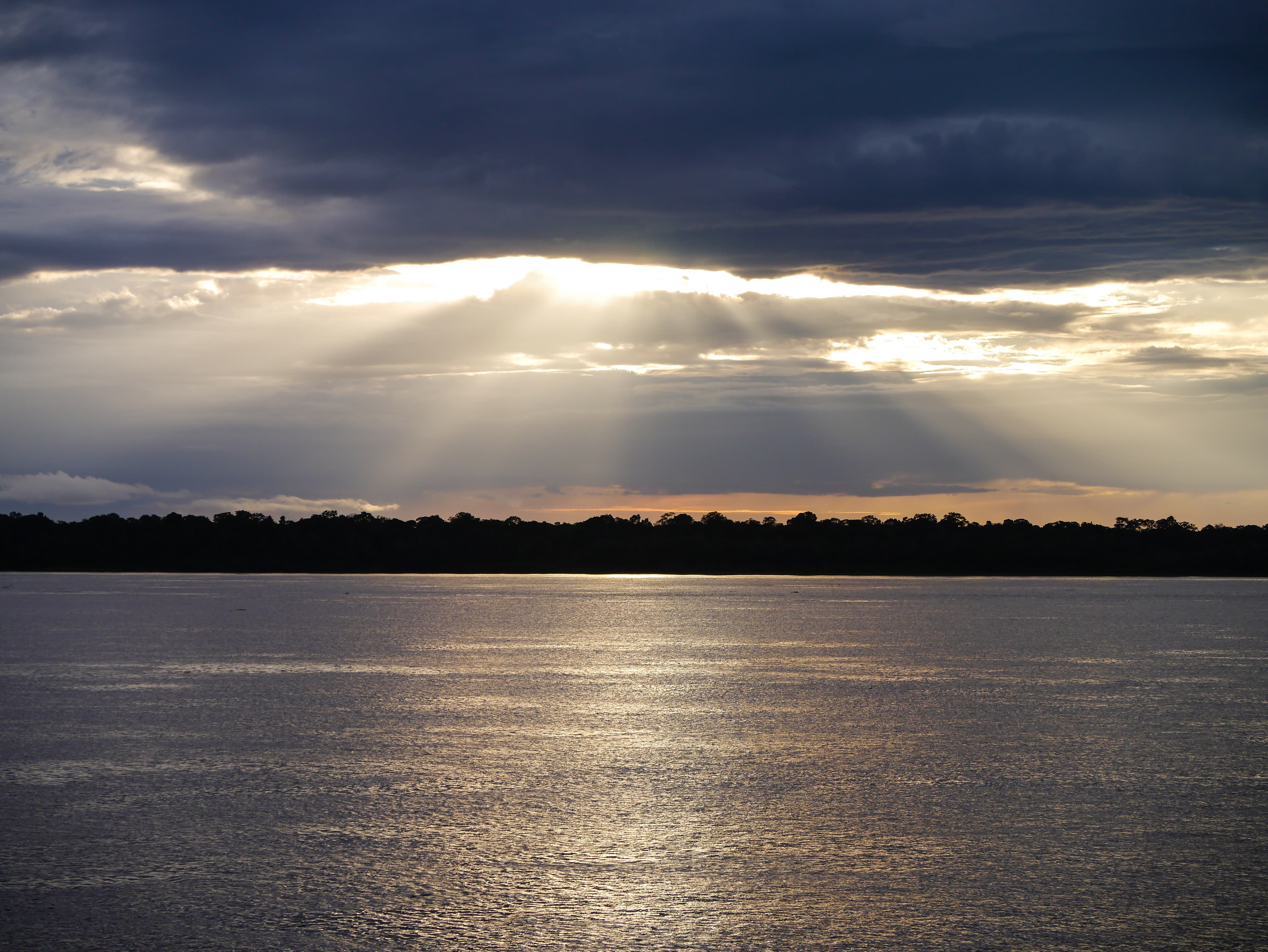 Sunbeams through the canopy