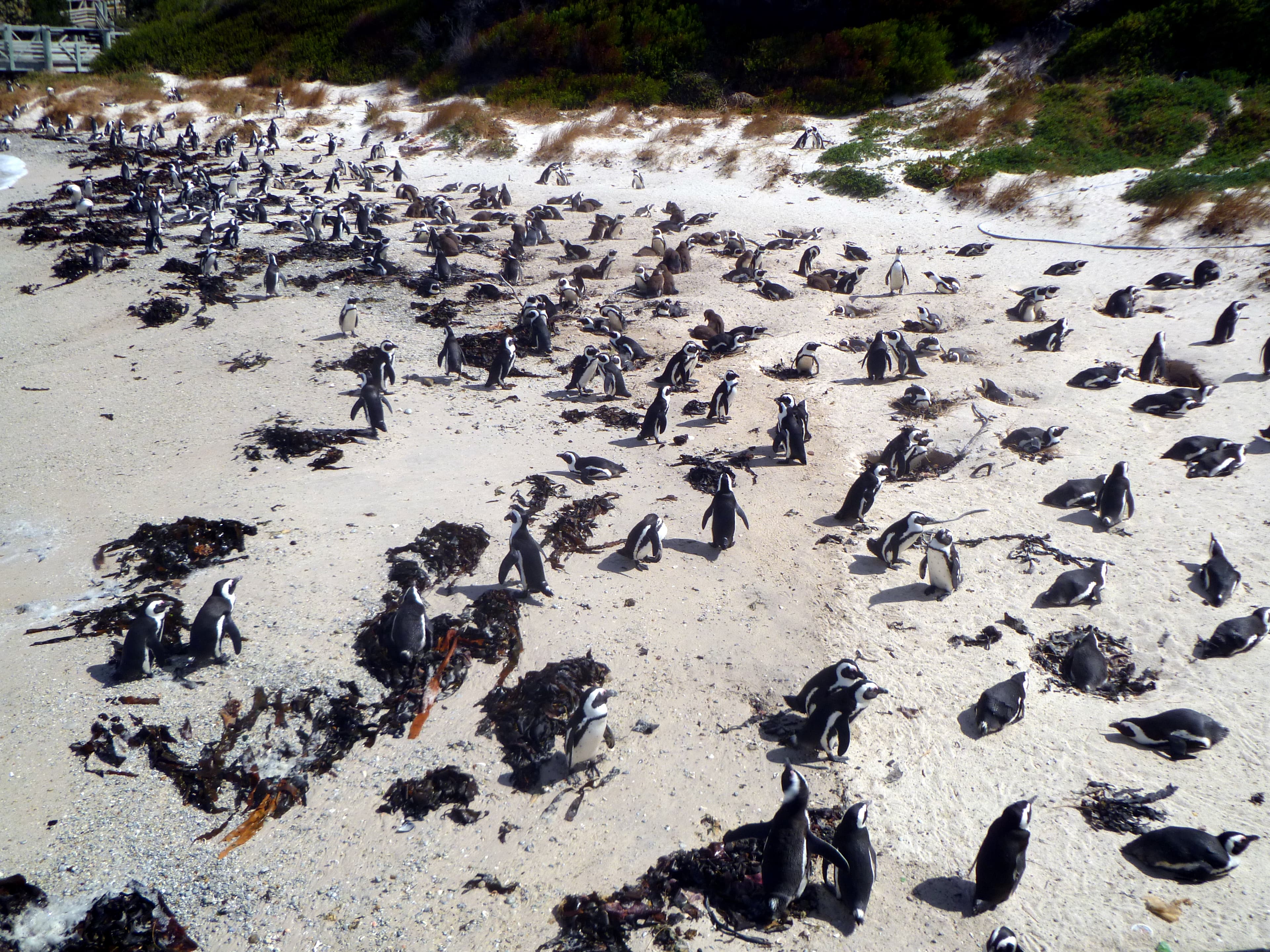 Chapman’s Peak Drive above the sea