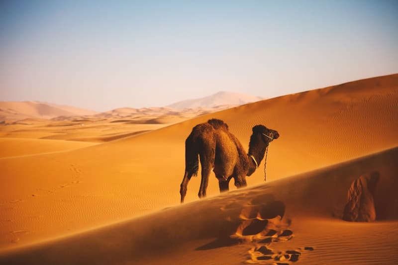 Camel Nights in the Sahara